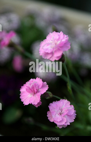 Drei kleine duftende rosa Nelken Stockfoto