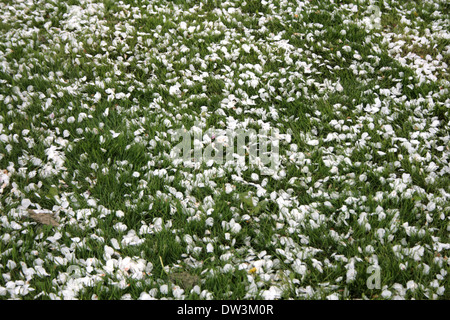 Weiß cherry Blütenblätter auf einem Feld von Gras an der Ottawa Versuchsbetrieb Arboretum im Frühjahr Stockfoto
