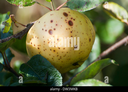 Apple Schorf Krankheit, Venturia inaequidens Stockfoto