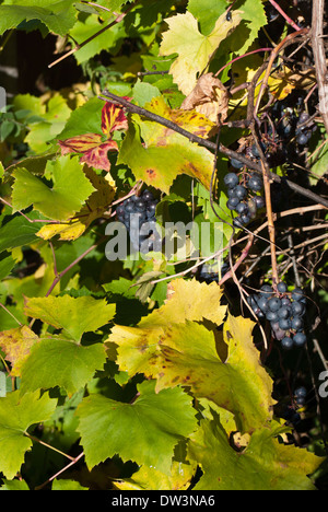 Black Hamburg Trauben am Rebstock heranreifen. Stockfoto