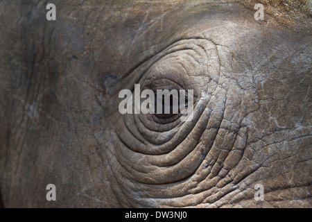 Spitzmaulnashorn oder Haken-lippige Rhinoceros (Diceros Bicornis) Auge Stockfoto