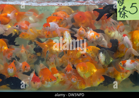 Voll Tank von Goldfischen zum Verkauf an Goldfish Market, Tung Choi Street North, Mong Kok, Kowloon, Hong Kong, China Stockfoto