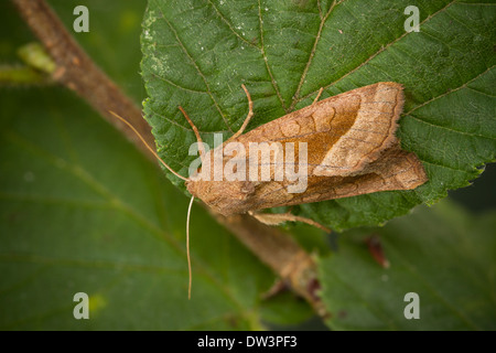 Rosig rustikal (Hydraecia Micacea) 2361 Stockfoto