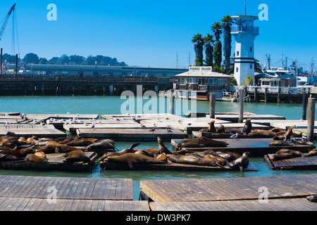 Pier 39 Seelöwen, San Francisco Stockfoto