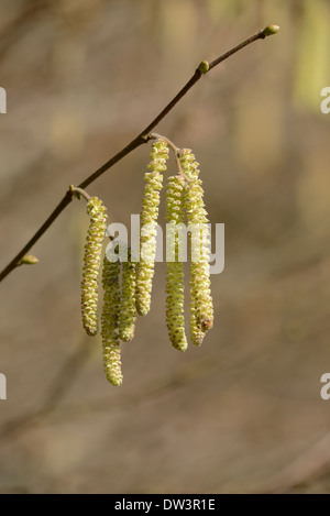 Kätzchen der gemeinsamen Hasel (Corylus Avellana). Diese sind alle männlichen Blüten, die weibliche Blüte ist viel kleiner und erscheint später. Stockfoto