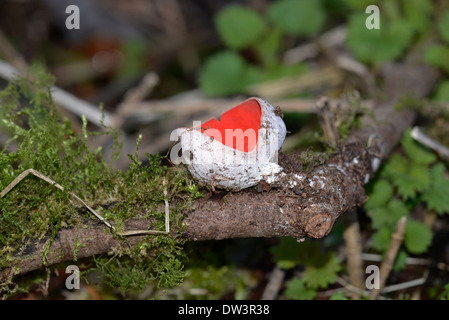 Scharlachrote Elf Cup (Sarcoscypha Coccinea), ein Pilz der morschen Zweige auf Waldböden, meist in den Wintermonaten. Stockfoto