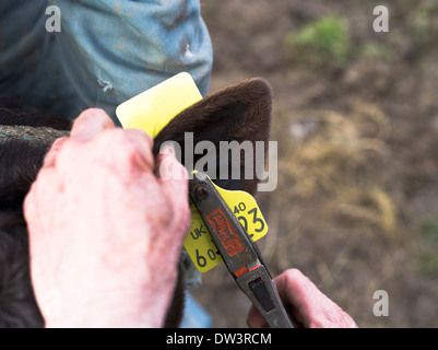 Dh VIEH UK Tagging Kalb Ohr mit Tracking indentity id-Tag zum Stichwort Tier Kuh tags Stockfoto