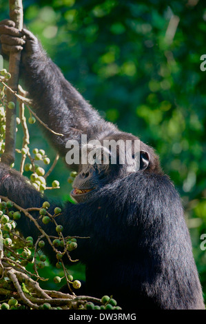 Ein jungen wilden aber habituierten Schimpansen (Pan Troglodytes) ernährt sich von Feigen in seinem natürlichen Lebensraum im Kibale Forest, Uganda. Stockfoto