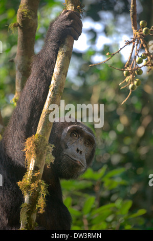 Ein Erwachsenen habituierten Schimpansen Pausen während der Fütterung auf Feigen, Kibale Forest, Uganda. Dies ist der Schimpanse natürlicher Lebensraum Stockfoto