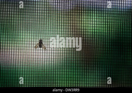 Insekt-Beweis-Netz macht seine Arbeit. Infektionskontrolle. Tropenkrankheiten. Eine vorbeugende Maßnahme. Beißende Insekten Insekt. Stockfoto