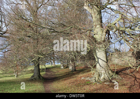 Blenheim Palace Anlagen im winter Stockfoto