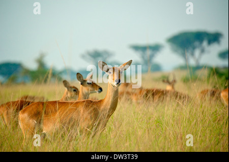 Eine Herde von Kobs Ugandan Kob (Kobus Kob Thomasi) grasen auf Savannah Gräser mit charakteristischen Akazien im Hintergrund. Stockfoto