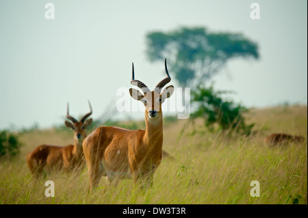 Wachsamen männliche ugandische Kobs (Kobus Kob Thomasi) in der ugandischen Savanne. Eine kleine Herde von Kob. Stockfoto