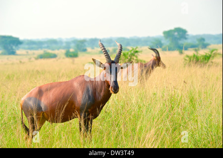 Konferenz (Damaliscus Korrigum) grasen auf Savannah Gräser in Uganda. "Queen Elizabeth National Park". Ein Topi. Stockfoto