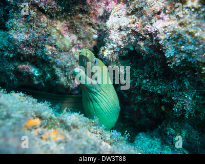 Tauchen im Meer von cortez Stockfoto