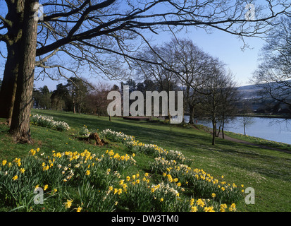 Cyfarthfa Park Narzissen und See im Frühjahr Merthyr Tydfil South Wales Valleys UK Stockfoto