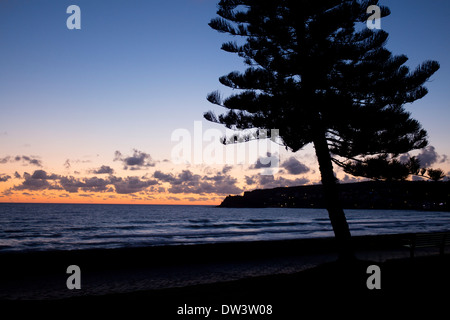 Männliche Steyne Nordstrand in der Morgendämmerung mit Norfolk Insel Pinien in der Silhouette Sydney New South Wales NSW Australia Stockfoto