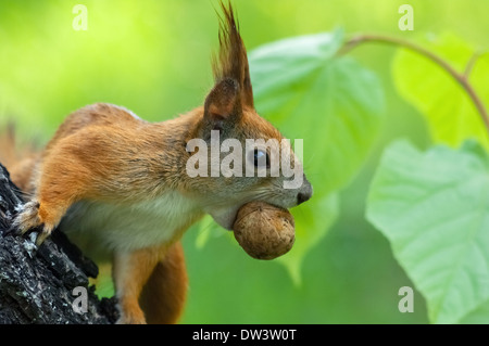 Eichhörnchen Sie mit einer Mutter im Mund auf dem Baum Stockfoto