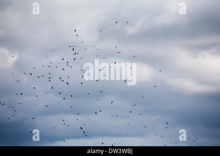 Herde von Krähen fliegen über einem Feld in der Nähe von Damerham Hampshire England Stockfoto