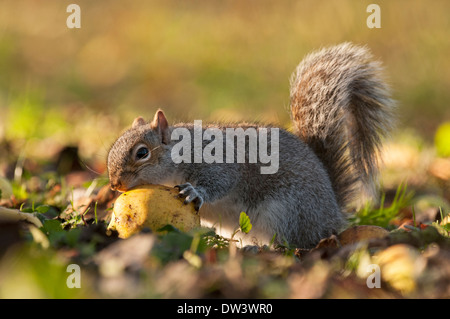 Grauhörnchen (Sciurus Carolinensis), Apfel, Norfolk, Winter Stockfoto