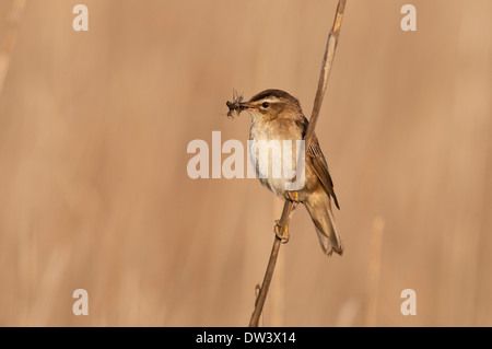 Schilfrohrsänger, (Acrocephalus Schoenobaenus), Erwachsene thront auf Reed Stiel mit Insekten Beute, Juni, Norfolk Stockfoto