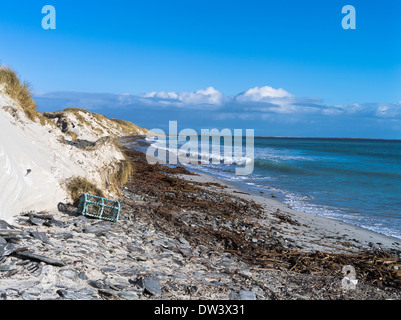 dh Newark Bay SANDAY ORKNEY Sanddünen Kelp Strand Krabben Hummer Creel uk Düne Stockfoto