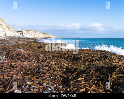 dh Newark Bay SANDAY ORKNEY Beach und Sanddünen Algen schottland Seetang Pflanze Nordsee Stockfoto