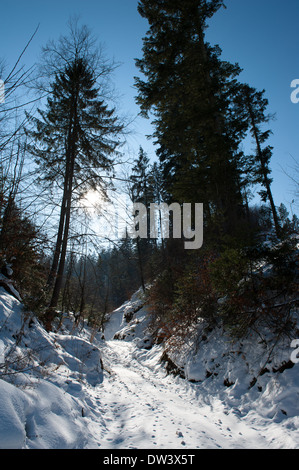 Wald im winter Stockfoto