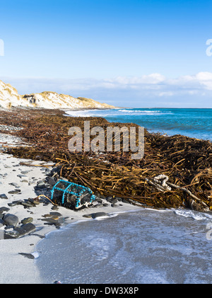 Dh Newark Bay SANDAY ORKNEY Kelp Strand creel und Sanddünen Schottland Algen Stockfoto