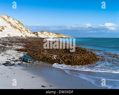 Dh Newark Bay SANDAY ORKNEY Kelp Strand creel und Sanddünen Algen Schottland Stockfoto