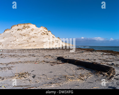 Dh Newark Bay SANDAY ORKNEY Sanddünen Sandstrand drift wood an Land Treibholz dune Stockfoto