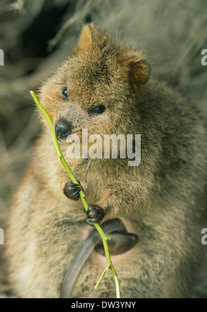 Quokka (Setonix Brachyurus) Rottnest Island, Perth, Western Australia, stark gefährdet, füttern Stockfoto