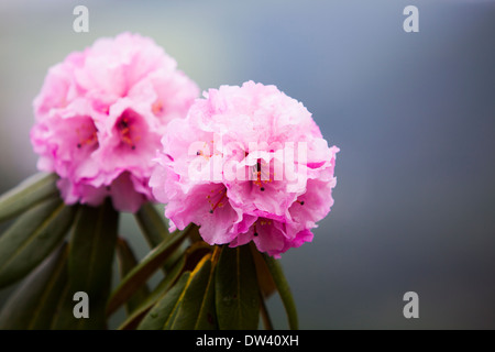 Blumen blühen Stockfoto