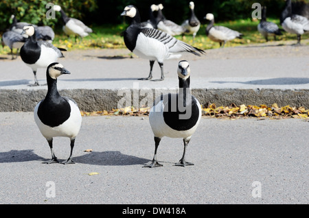 kanadische Gänse in die Straße überqueren, Helsinki, Finnland Stockfoto