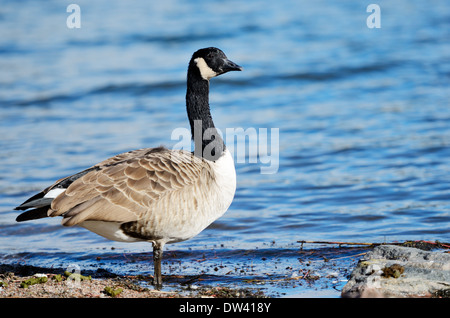 Kanadische Gans auf Golf-Küste der Ostsee Stockfoto