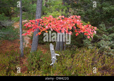 Bunte Ahornblätter rote in Killarney Provincial Park, Ontario, Kanada. Stockfoto