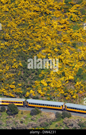 Taieri Gorge Zug und Ginster blühen in der Nähe von Hindon Taieri Gorge, in der Nähe von Dunedin, Südinsel, Neuseeland Stockfoto