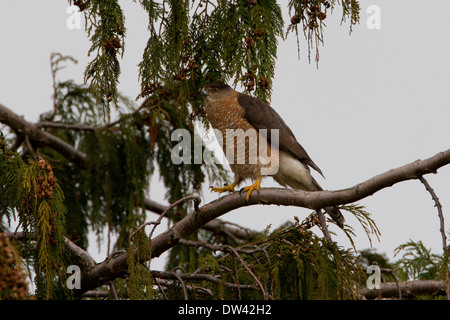 Cooper der Habicht (Accipiter Cooperii) thront auf einem Nadelbaum-Baum in Nanaimo, Vancouver Island, BC Kanada im Februar Stockfoto