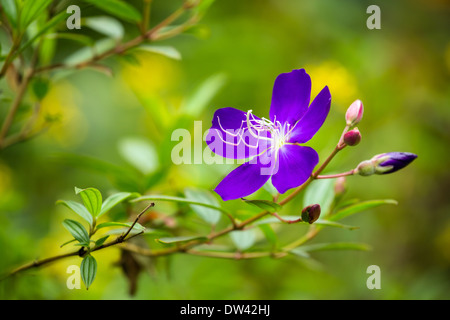 Kleine schöne lila Blume closeup Stockfoto