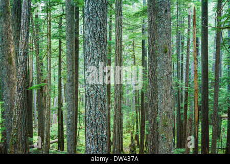 Ohanapecosh, Mt. Rainier Nationalpark, Washington, USA Stockfoto