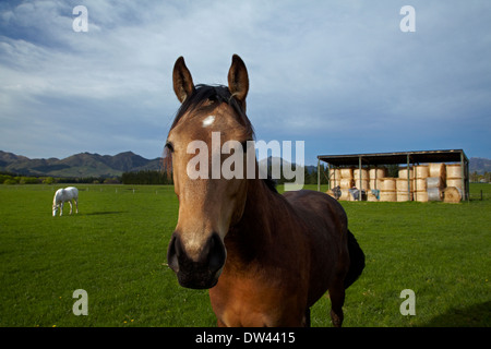 Pferd und Heu Scheune in der Nähe von Hanmer Springs, North Canterbury, Südinsel, Neuseeland Stockfoto