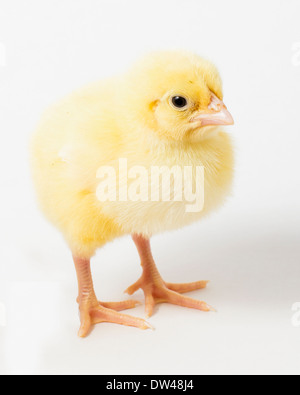 ein einziges Huhn Küken auf weißem Hintergrund Stockfoto