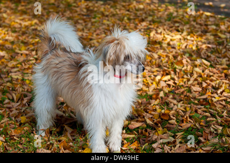 Chinese Crested Dog, 1 Jahr alt, Gras stehen. Stockfoto