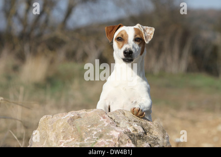 Jack Russel Terrier Hund / Erwachsenen auf einem Felsen steht Stockfoto
