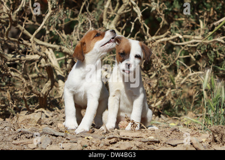 Jack Russel Terrier Hund / zwei Welpen sitzen auf einer Wiese Stockfoto