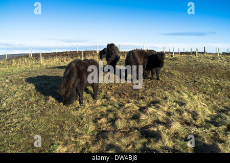 Dh Shetland Ponys PONY UK String aus schwarzen Ponys im Feld Orkney Stockfoto