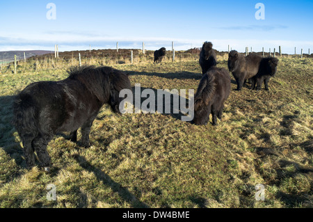 dh-Shetland-Ponys PONY Tier String schwarz Ponys im Feld Orkney Stockfoto