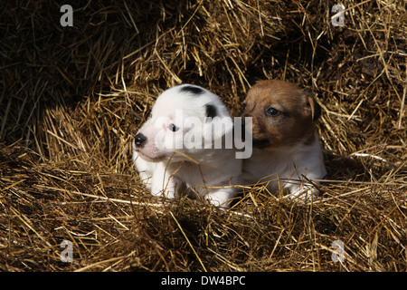 Jack Russel Terrier Hund / zwei Welpen liegen im Stroh Stockfoto