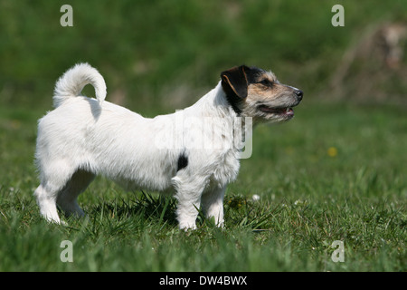 Hund Jack Russel Terrier (Wire haired) / Erwachsenen stehen auf einer Wiese Stockfoto