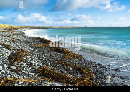 dh Newark Bay SANDAY ORKNEY Kelp an Land gewaschen an steinigen Winterstrand schottischen Algen Stockfoto